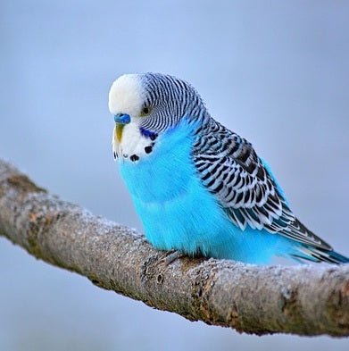 Birds