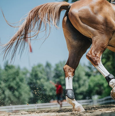 Equine