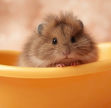 Small pets