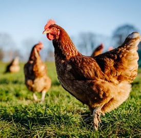 Poultry
