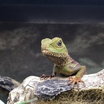 Reptiles