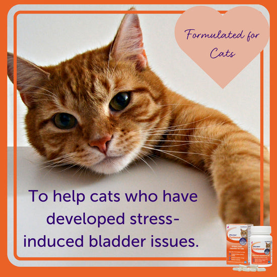 FELIWAY® Cystease™ Urinary Tract Support Capsules for Cats