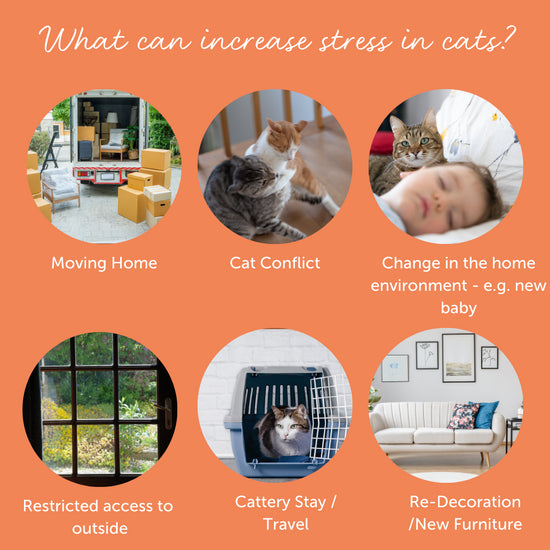 FELIWAY® Cystease™ Urinary Tract Support Capsules for Cats