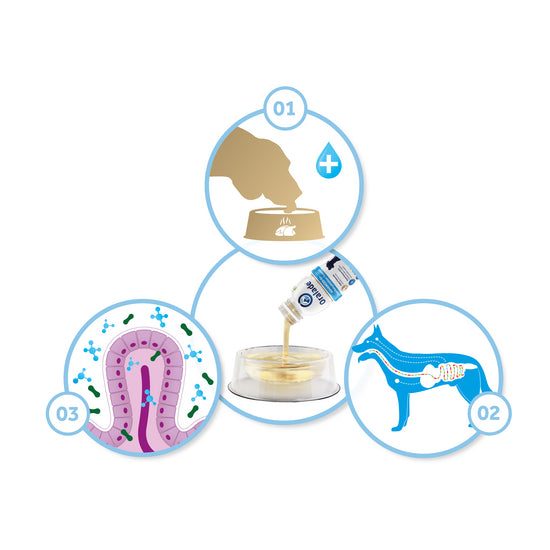Oralade® Advanced GI+ Oral Rehydration Support Liquid for Dogs and Cats